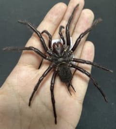 台湾産ジョウゴグモMacrothele hungae 特大 台湾産ジョウゴグモMacrothele hungae 特大 - メルカリ