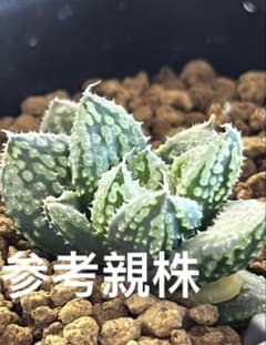 ハオルチア 闇の森 葉挿し発根済み - メルカリ