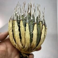 アガベ　ユタエンシス　エボリスピナのサムネイル