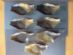 時代物 水牛角 茶托7客 茶道具 角製 飴色 レトロ - メルカリ