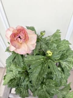 ラナンキュラスラックス ヘスティア 1ポットごとヤマト便送料込みで