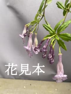 さ*ち様 三徳山のシシンラン 山野草 - メルカリ