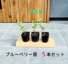 ブルーベリー苗　5本セットのサムネイル