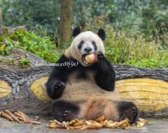 シャンシャン 2L判写真1枚のサムネイル