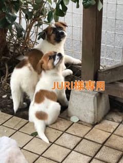 トリミングサービスリボンのサムネイル