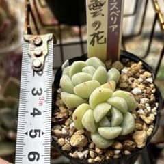 多肉植物 雲の花のサムネイル