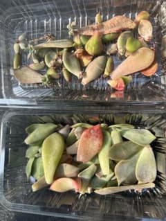 多肉植物の葉挿し (芽有り)セットのサムネイル