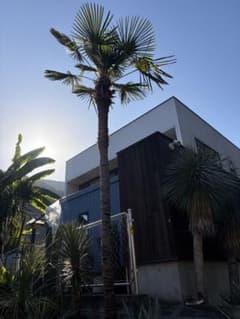 シュロの木トウシュロ特大　引き取り◇ドライガーデン南国アガベ ユッカ　ヤシ シュロの木トウシュロ特大 引き取り◇ドライガーデン南国アガベ ユッカ