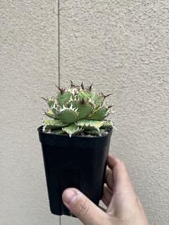 チタノタ　フィリグリーのサムネイル
