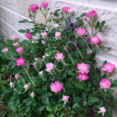 クライミング ミニチュア ローズ 花恋のサムネイル