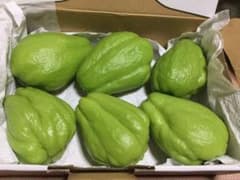 ☆☆緑のハヤトウリ（自然野菜）ゆうパケットプラス便のサムネイル