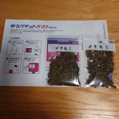 メナモミの種　２袋　ゆうパケットミニのサムネイル