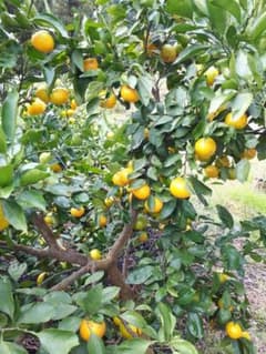 温州みかん（早生）と小豆セットのサムネイル