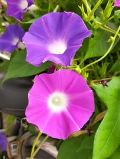 朝顔の種　100粒のサムネイル