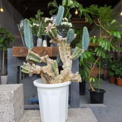柱サボテン 特大サイズ 10号 Branch 石化 - メルカリ