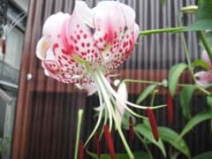 ◆貴重な【タキユリ】ユリ　ユリ球根　百合　自家播種育成種！1のサムネイル