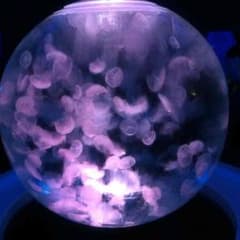 四代目さん専用のサムネイル