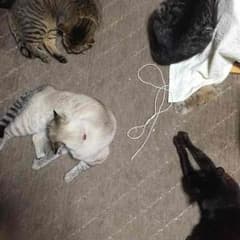 ちびさん専用(*´艸｀*)のサムネイル