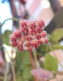 レア ホヤ Hoya Brevialata Splash サクララン - メルカリ