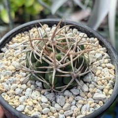 m44940868095_1.jpg?1770197605