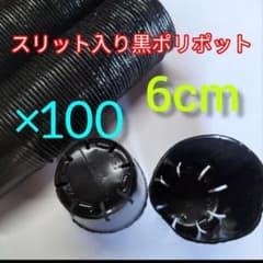 スリット入り　黒　ポリポット　6cm　多肉付き　100個のサムネイル
