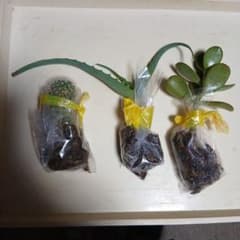 多肉植物 3種セット サボテン アロエ 金のなる木のサムネイル
