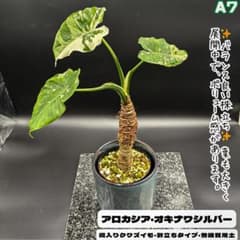 希少大株・アロカシア・オキナワシルバー/幹立ちタイプA７・無機質用土 m44977575372_1.jpg?1746627959
