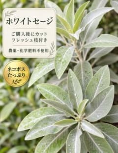 ホワイトセージ フレッシュ枝付き ドライ用 農薬・化学肥料不使用のサムネイル