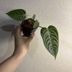 き*ん様 アンスリウム ベイチー - メルカリ