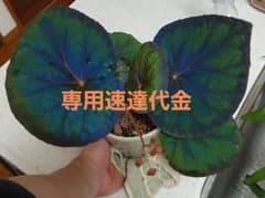 専用速達代金のサムネイル