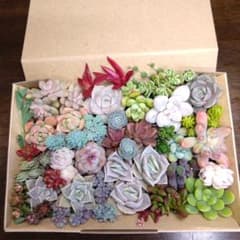 多肉植物カット苗詰め合わせのサムネイル