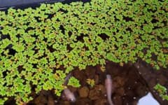 水草 浮き草 ビオトープのサムネイル