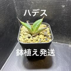 七夕セール アガベ チタノタ ハデス② 安心の発根済 鉢植え発送 - メルカリ