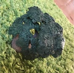 シュライヒ モパネの木 廃盤のサムネイル