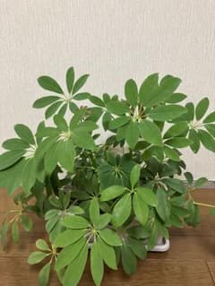 観葉植物シェフレラ（カポック）カット苗のサムネイル