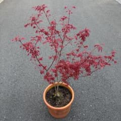 【現品発送】モミジ 出猩々 鉢植え 紅葉 H1m前後 イロハモミジ ヤマモミジ 現品発送】モミジ 出猩々 鉢植え 紅葉 H1m前後 イロハモミジ