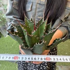 701 アガベ モンタナ”極上 特選 最高峰の血統株 - メルカリ
