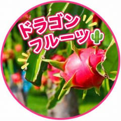 ドラゴンフルーツ 苗 5鉢セット ホワイトピタヤのサムネイル