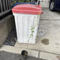 クコの挿し苗　抜き苗のサムネイル