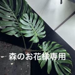 モンステラデリシオーサマクロコズム超希少系統鉢植え90㎝ - メルカリ