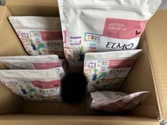 子猫ELMO キトン　グローアップのサムネイル