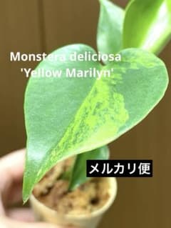 【超希少‼️】アロカシア　ゼブリナ　オーレア　斑入り　黄斑　レア　人気　メルカリ便 斑少なめ♪】モンステラ イエローマリリン 黄斑 オーレア 希少