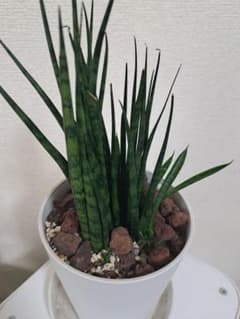 サンスベリアミカド根付き抜き苗10本(新芽あり) - メルカリ