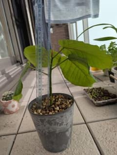 観葉植物フィカス・ウンベラータのサムネイル