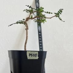 オペルクリカリア パキプス M05 実生 2年 seedstock 塊根植物 - メルカリ
