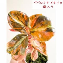 ペペロミア メタリカ斑入り - メルカリ