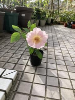 バラ挿し木苗  ラ○○エ  11/19現在画像アップのサムネイル
