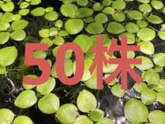 アマゾンフロッグピット 50株のサムネイル