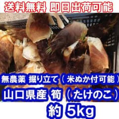 15時購入で即配_5キロ(5kg)_無農薬_タケノコ・たけのこ・筍・竹の子002のサムネイル