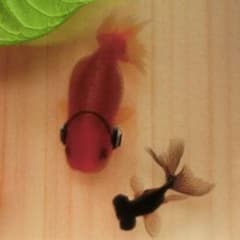 ヘッドホン 金魚 アート 楽 プリザーブドフラワー プレゼント 音楽 開運 ヘッドホン 金魚 アート 楽 プリザーブドフラワー プレゼント 音楽